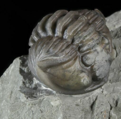 Enrolled Flexicalymene Trilobite In Shale - Ohio #52671